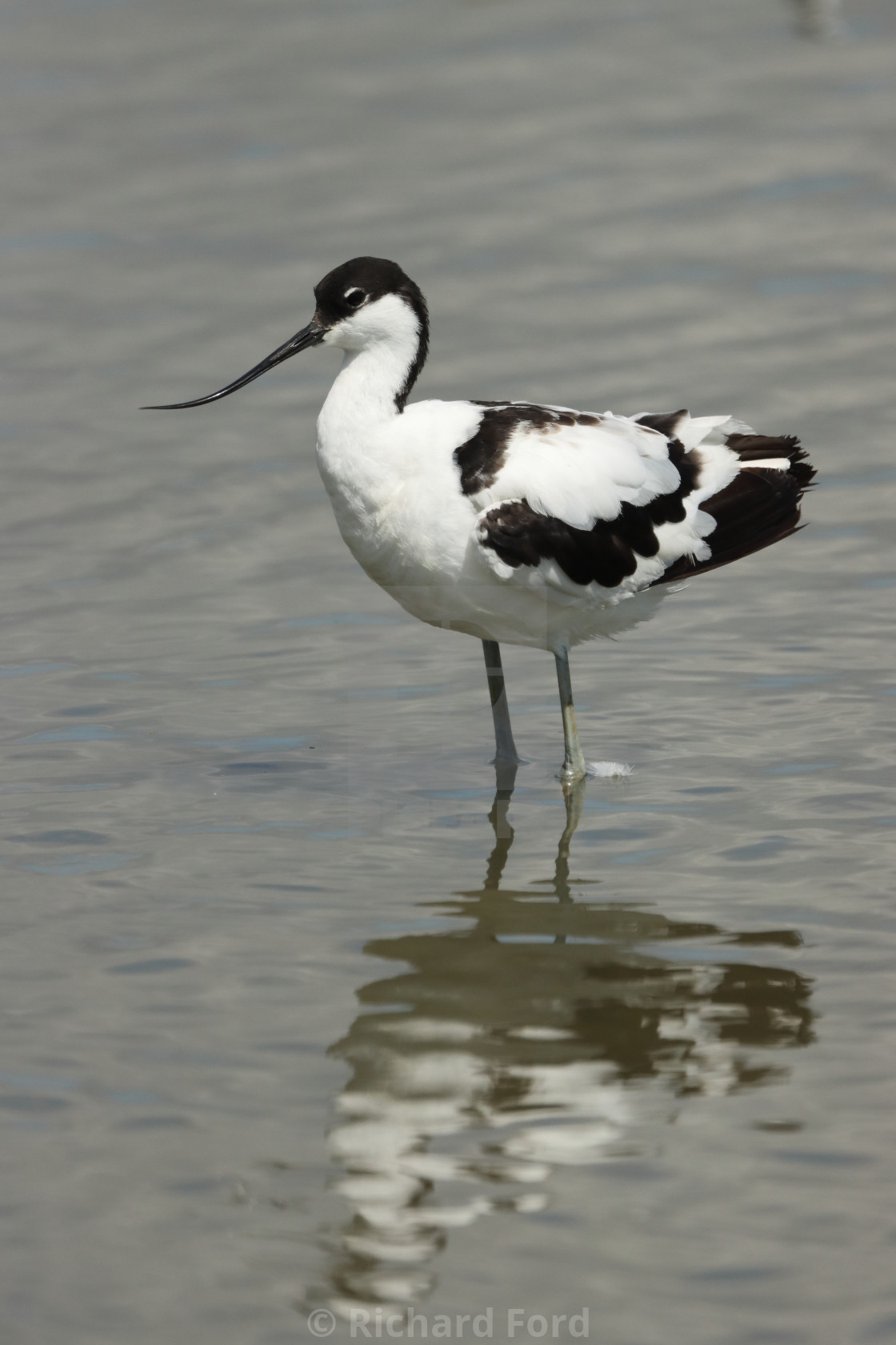 "Adult Pied avocet, Recurvirostra avosetta, in Hampshire United Kingdom in late summer." stock image