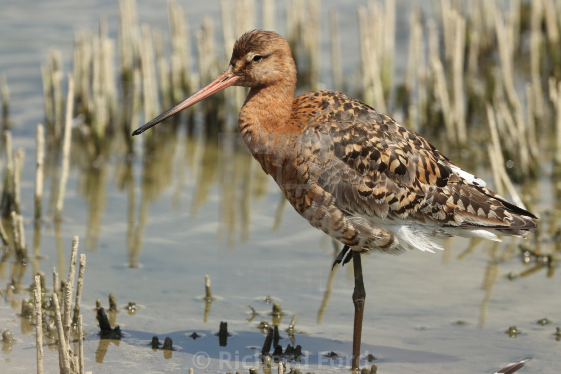 "Black-tailed godwit, Limosa limosa islandica, in Hampshire United Kingdom in late summer." stock image