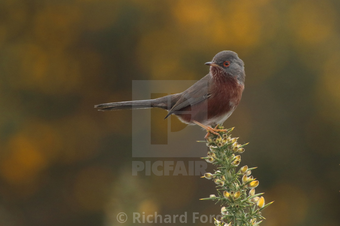 "Dartford warbler, Sylvia undata, in Hampshire United Kingdom male in spring." stock image