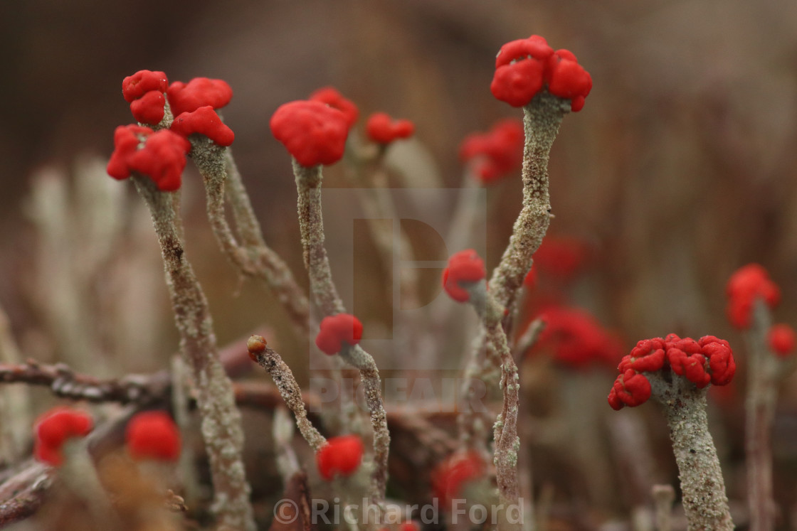 "British soldiers lichen, Cladonia cristatella," stock image