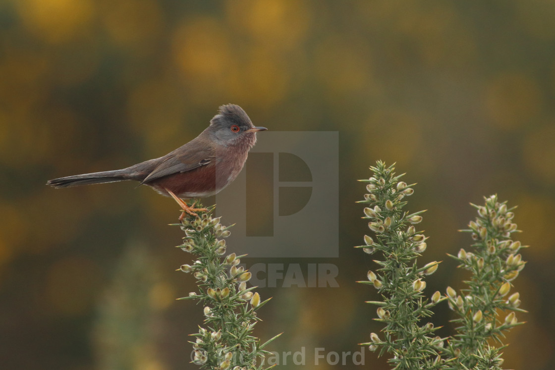 "Dartford warbler, Sylvia undata, in Hampshire United Kingdom male in spring." stock image