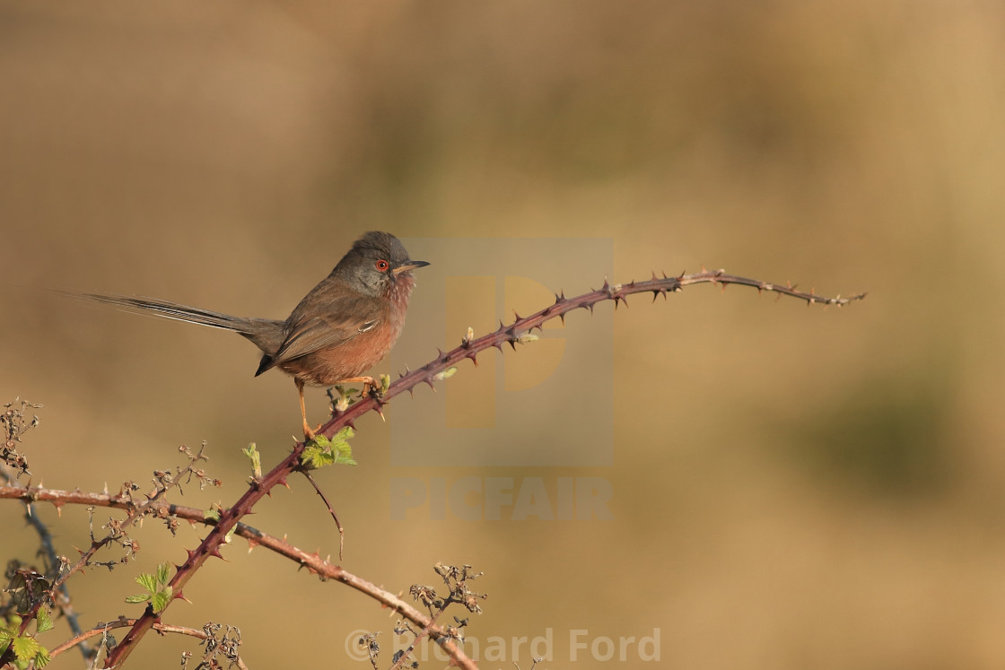 "Dartford warbler, Sylvia undata, in Hampshire United Kingdom male in spring." stock image