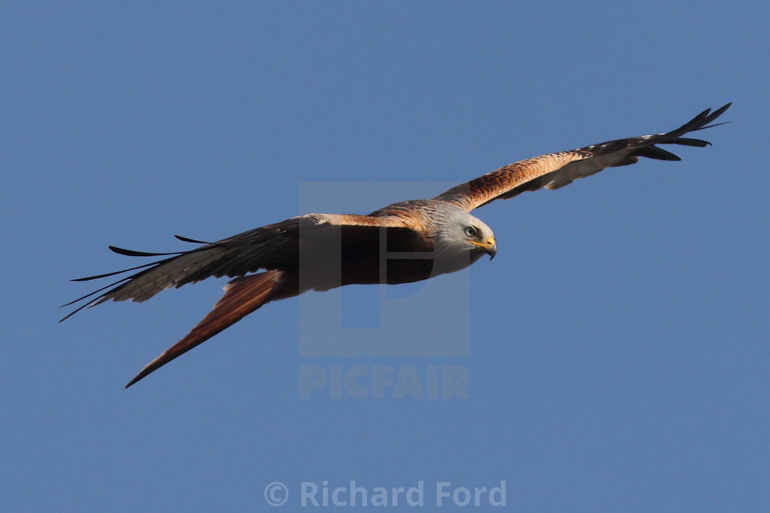 "Red Kite in flight" stock image