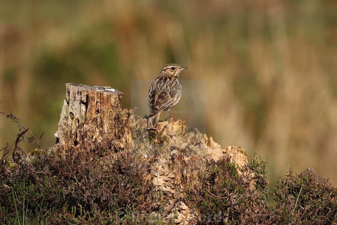 "Woodlark, Lullula arborea on song perch, tree stump" stock image