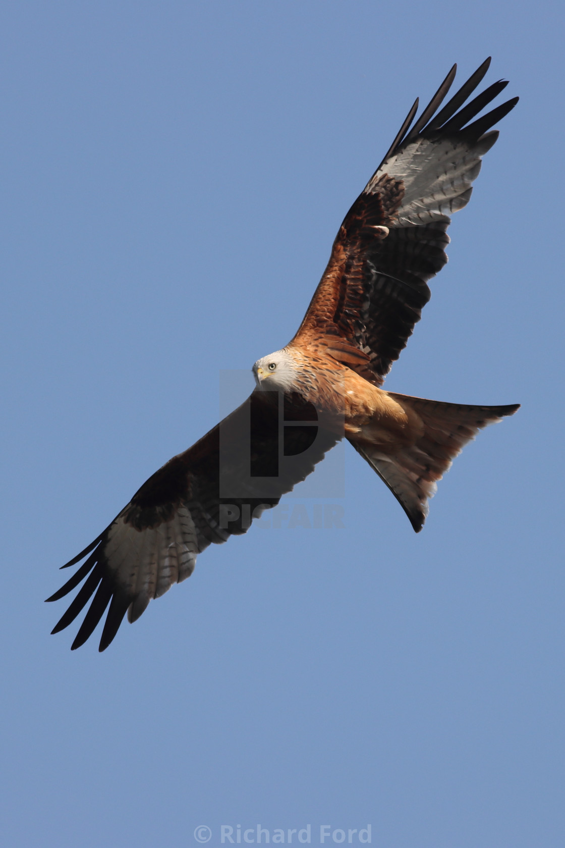 "Red Kite in flight against a clear blue sky" stock image