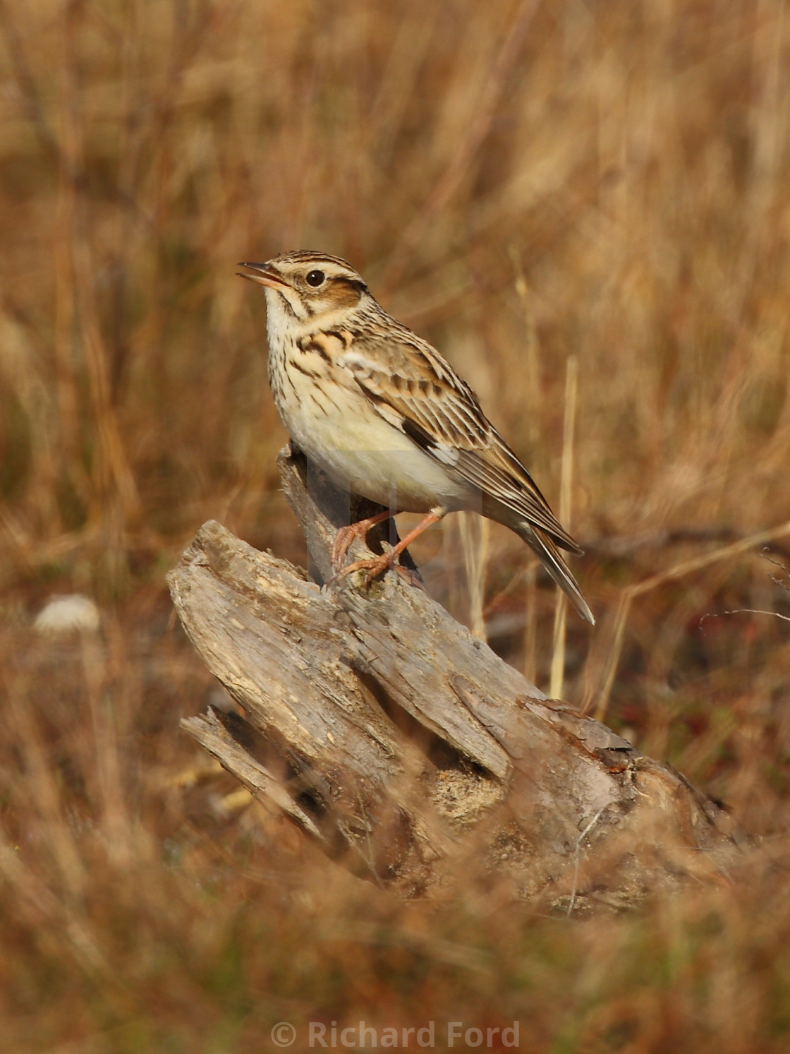 "Woodlark, Lullula arborea on song perch, tree stump at an english heathland in spring" stock image