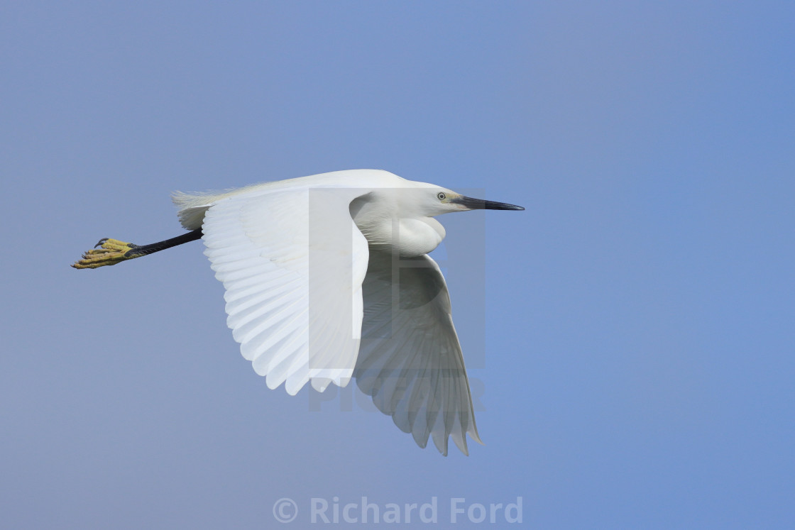 "Adult Little Egret in flight" stock image