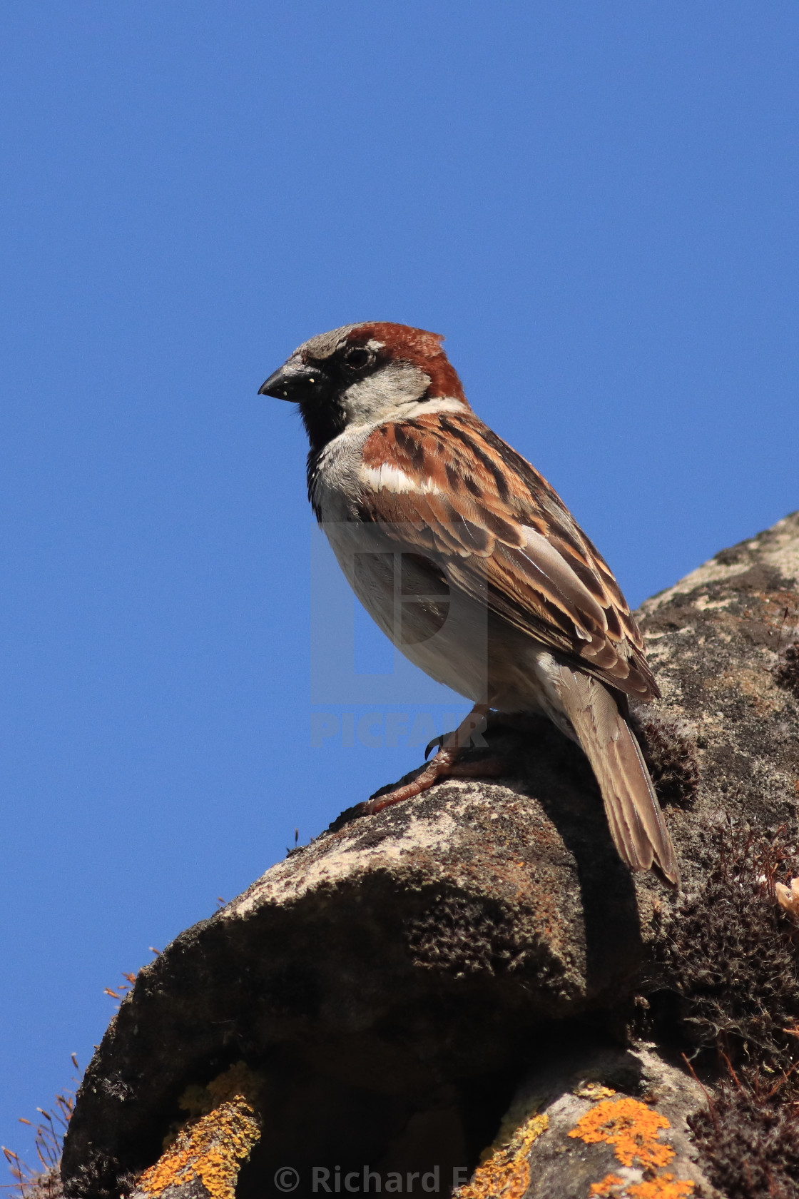 "Male House Sparrow Passer domesticus" stock image