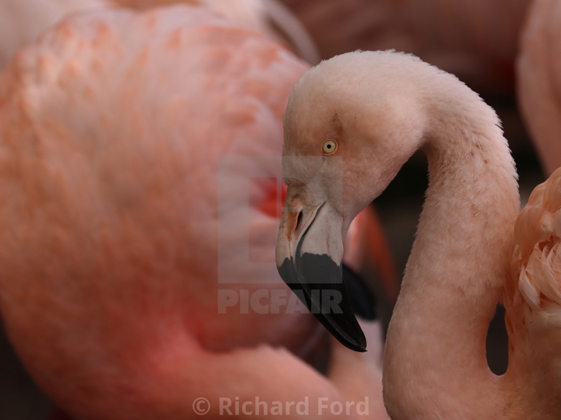 "Chilean flamingo, Phoenicopterus chilensis" stock image