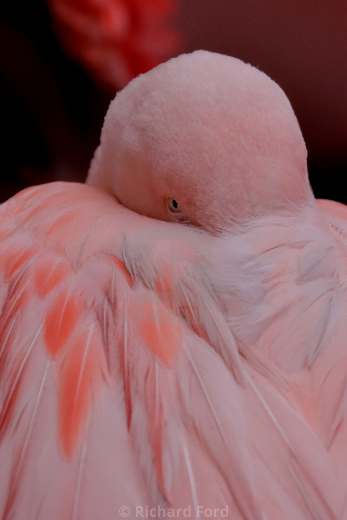 "Chilean flamingo, Phoenicopterus chilensis" stock image