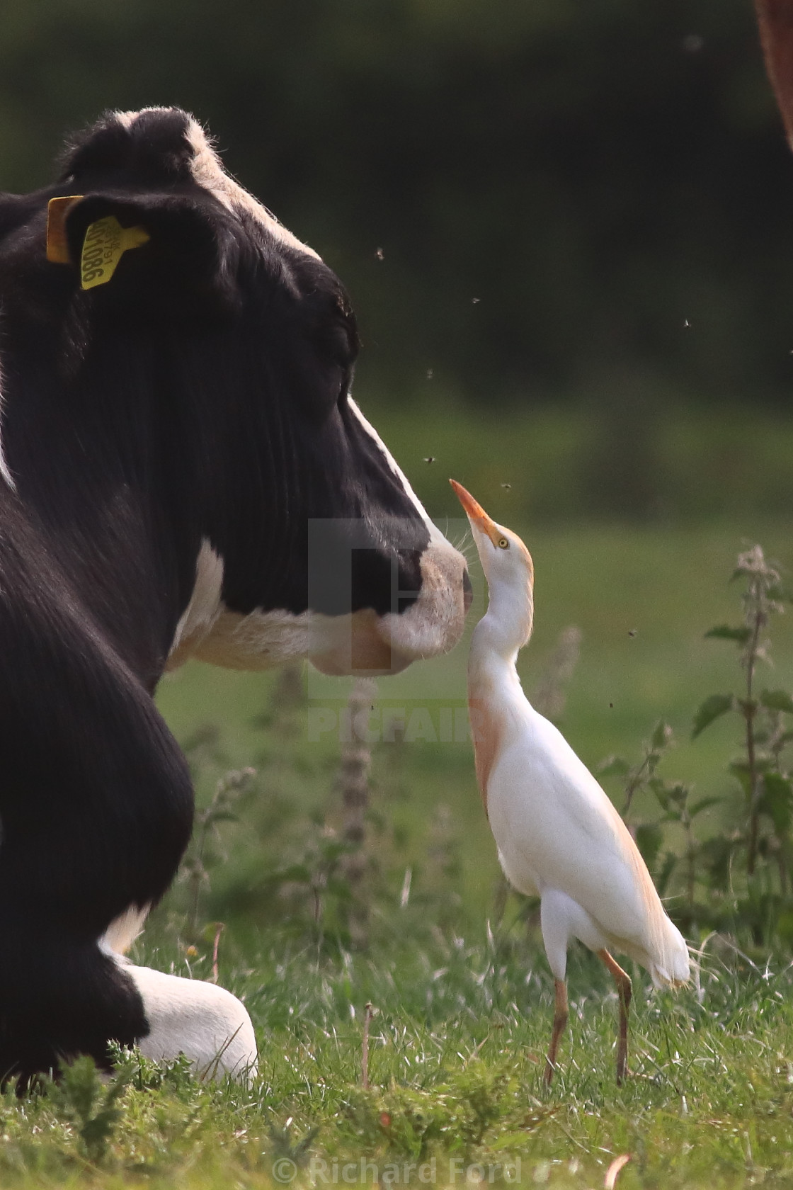 "Cattle Egret and Cow" stock image