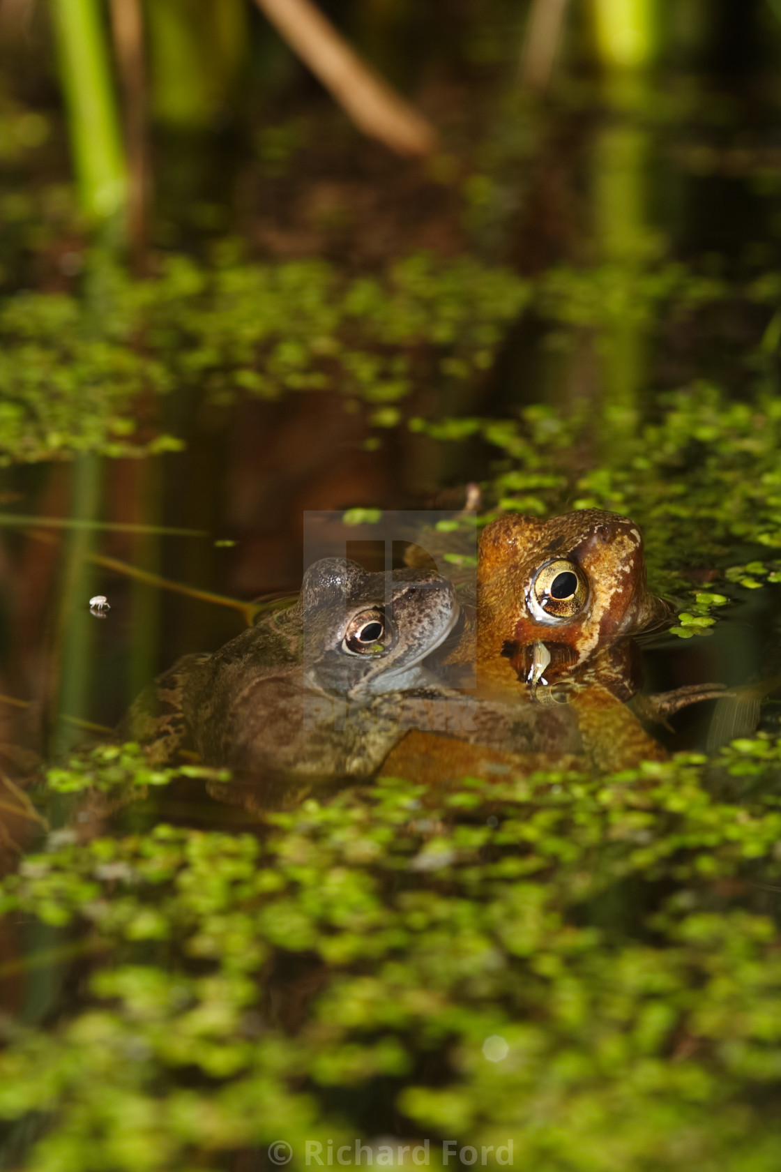 "Common Frogs mating" stock image