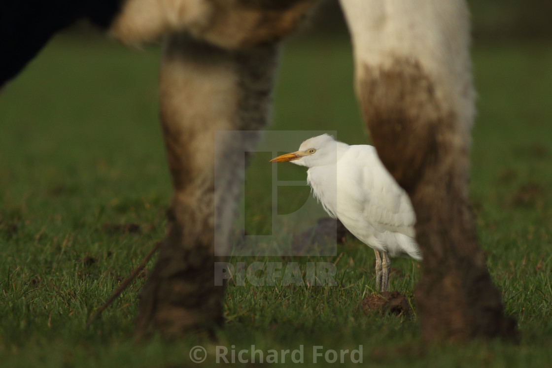 "Cattle Egret and Cow" stock image