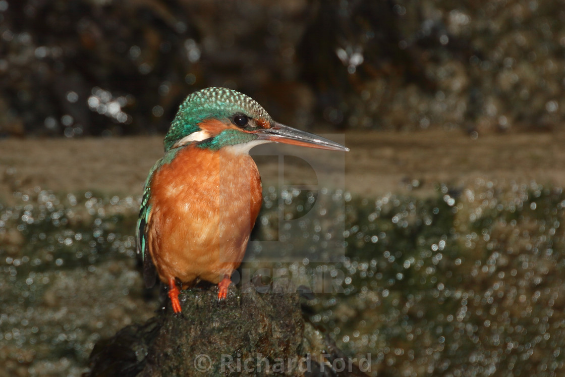 "Kingfisher perched at a coastal site" stock image