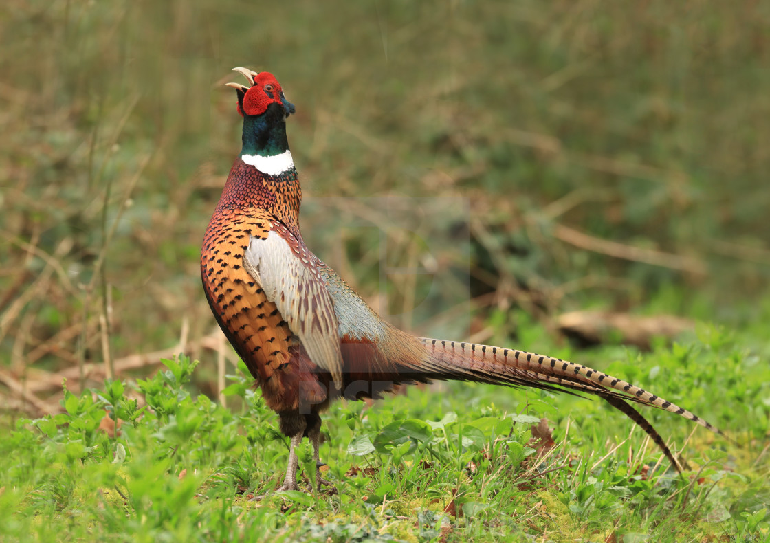 "A cock Pheasant crowing" stock image