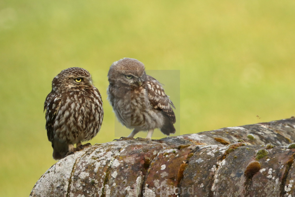 "Two Little Owls" stock image