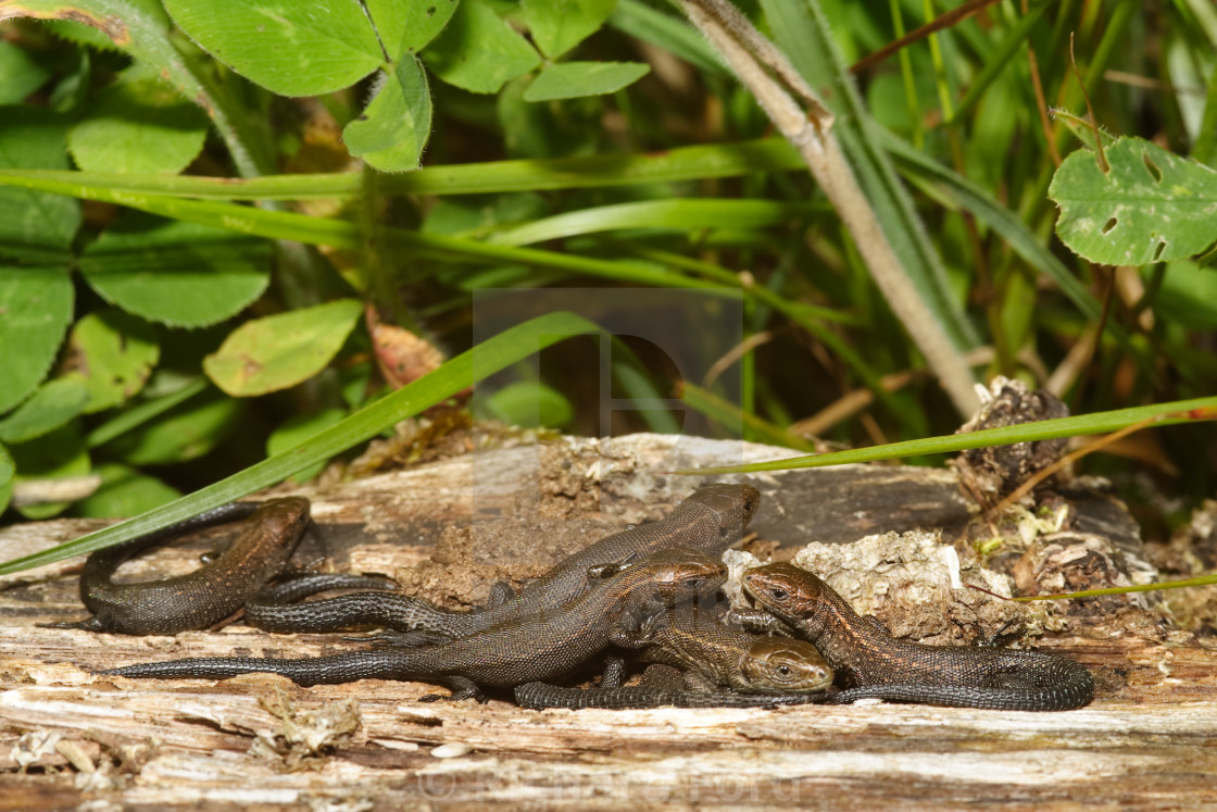 "A group of Common Lizards sun bathing" stock image