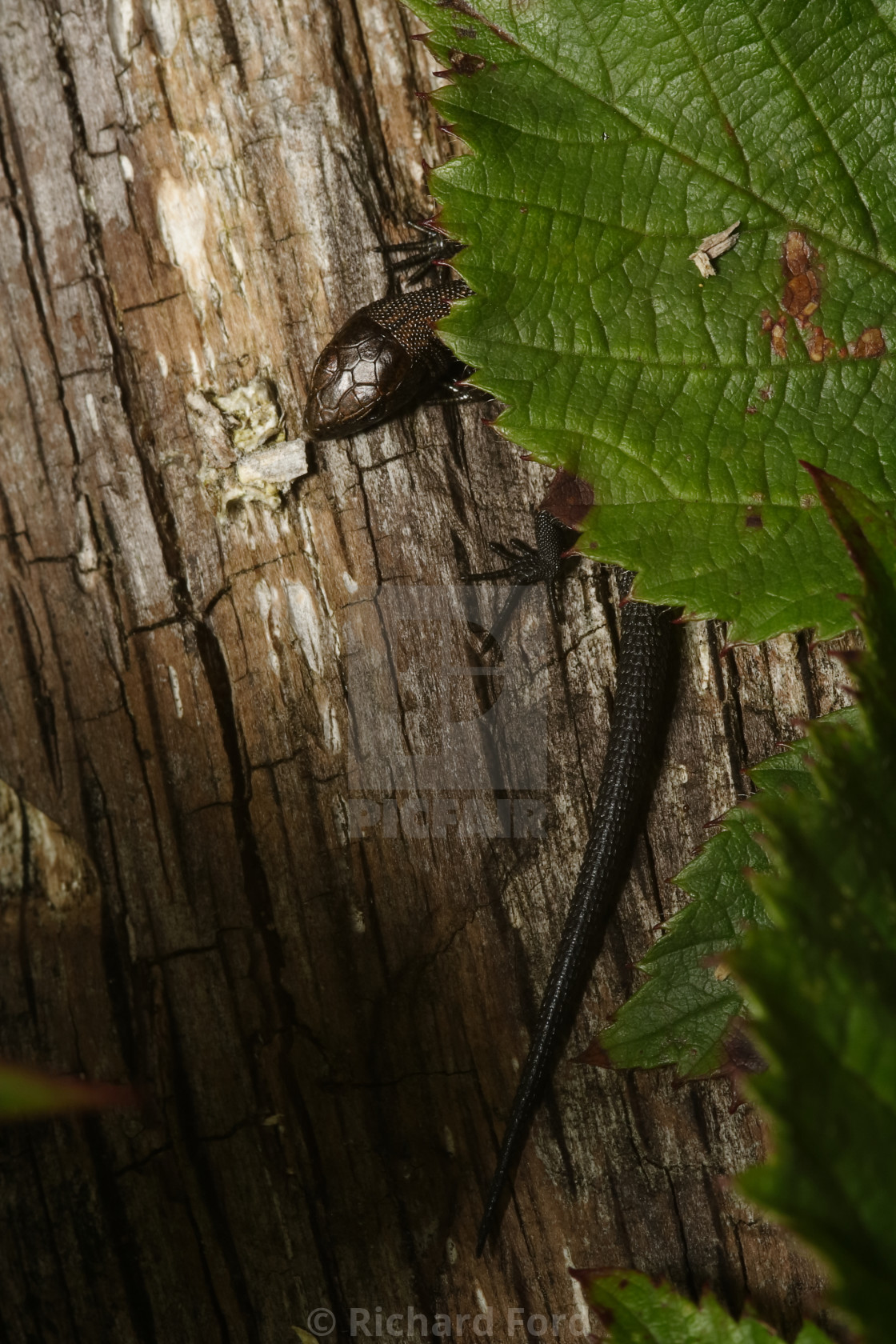 "Common Lizard on a log behind a Bramble leaf" stock image