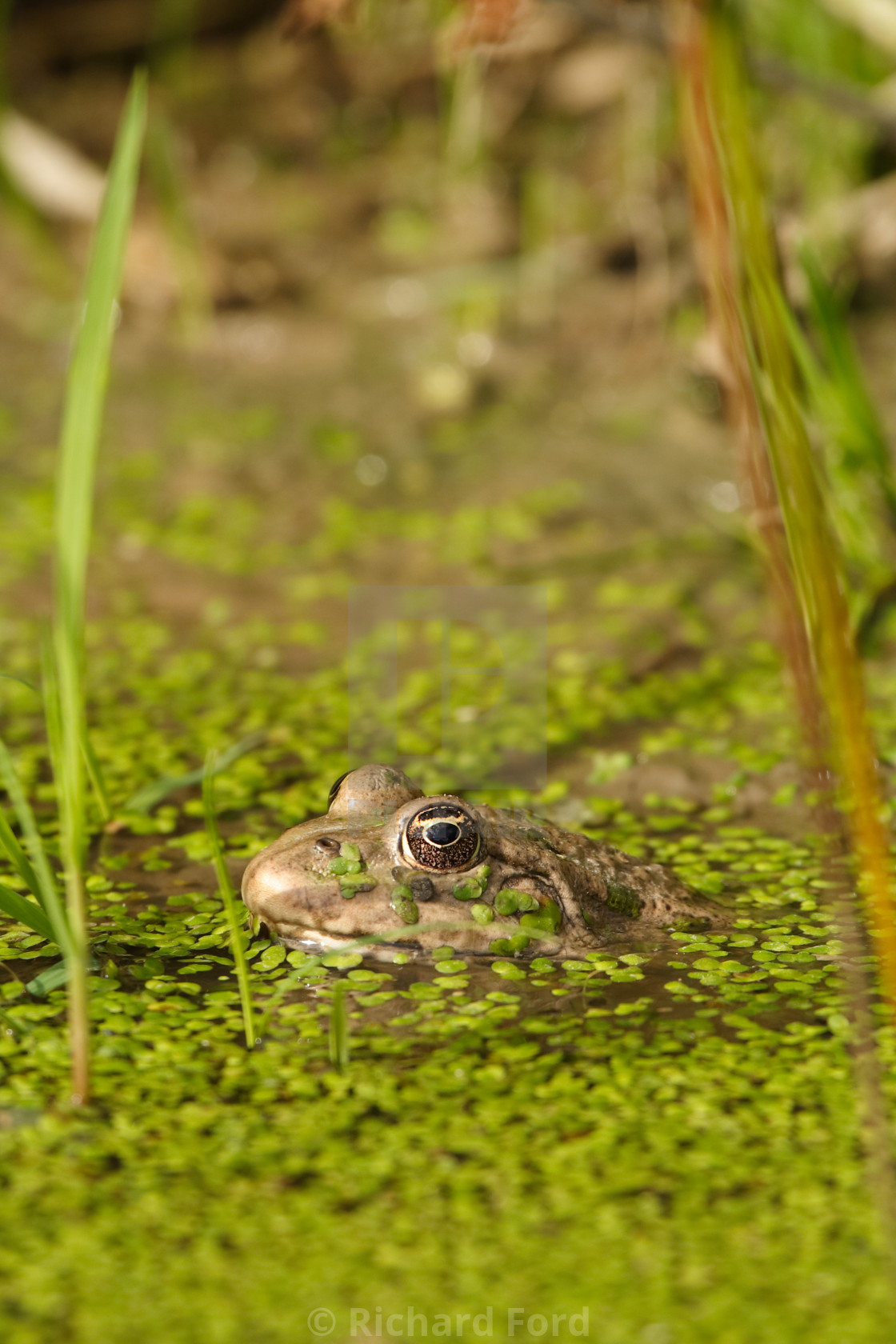 "Marsh frog submerged in duckweed" stock image