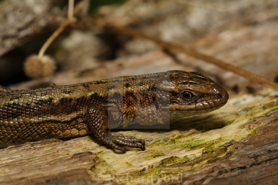 "Common Lizard close up" stock image