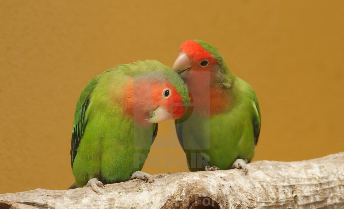 "Love Birds" stock image