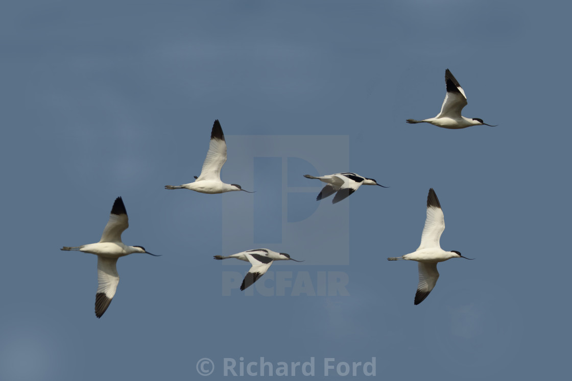 "Avocets in flight" stock image