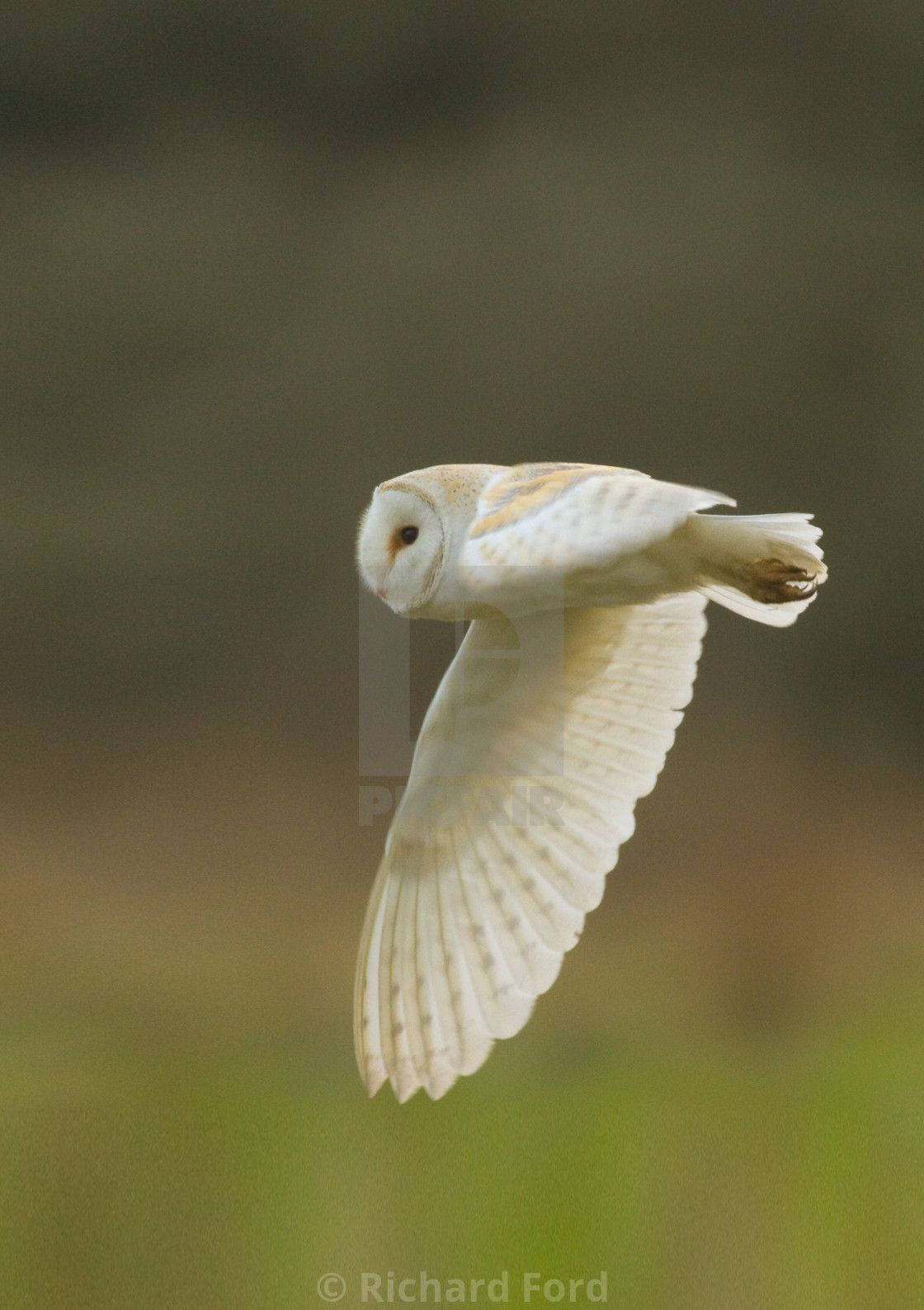 "Barn Owl in flight" stock image