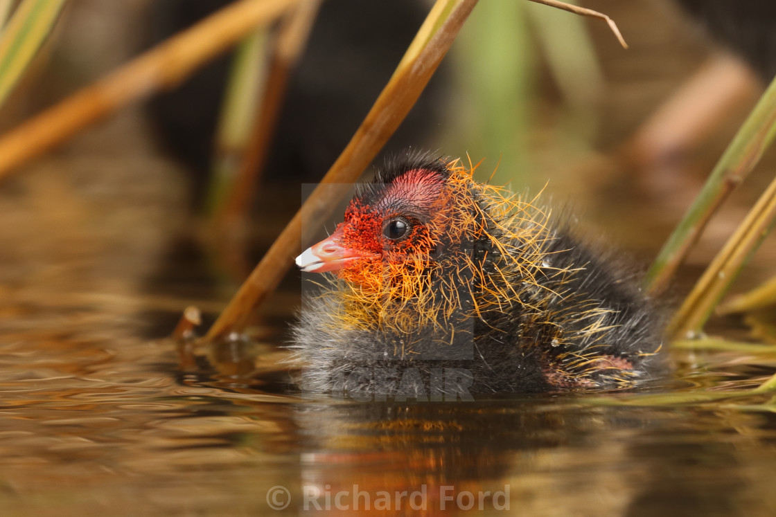 "Fluffy baby coot chick Fulica atra" stock image