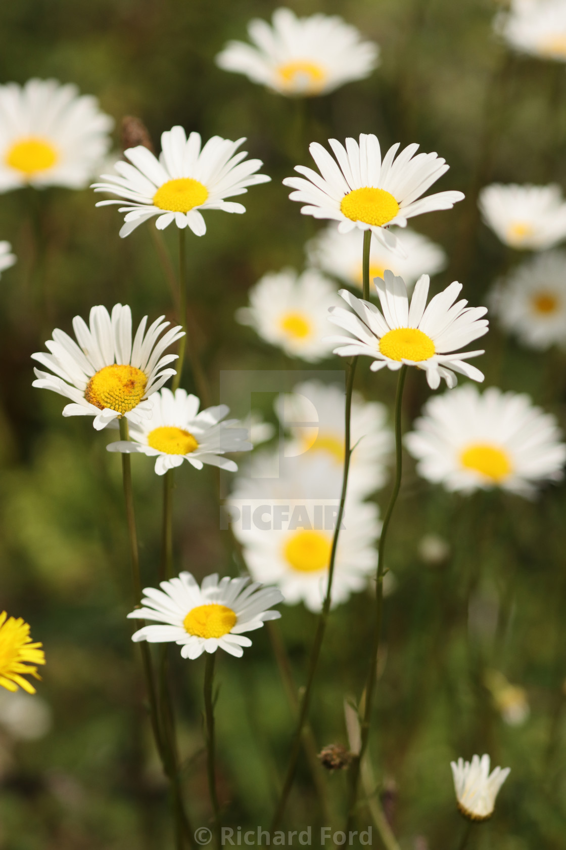 "flowering daisies" stock image