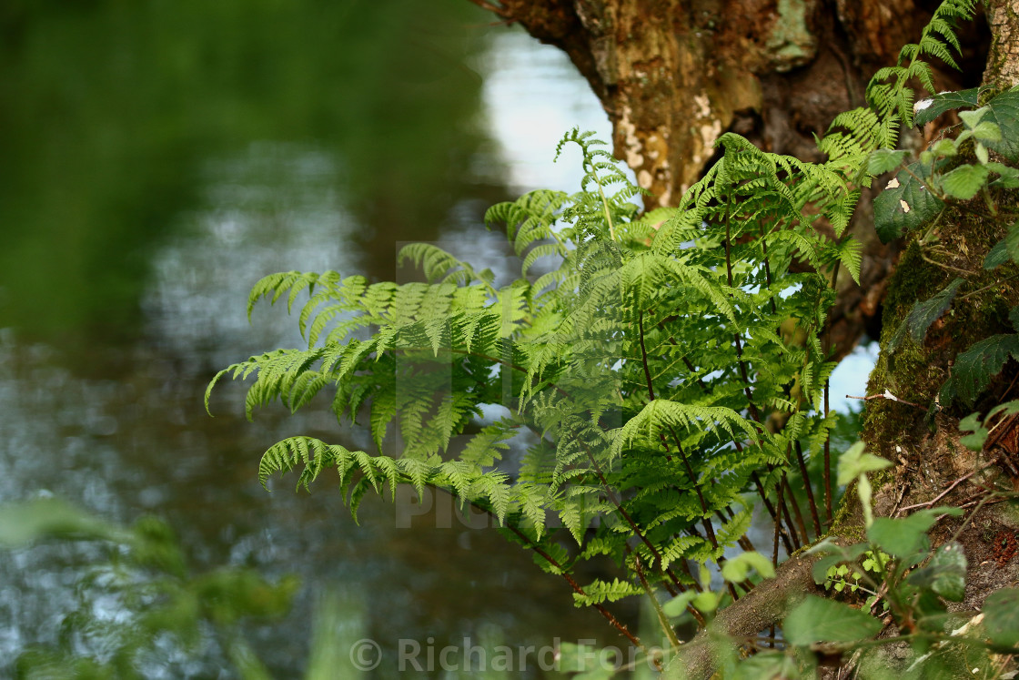 "Fern growing by a river" stock image