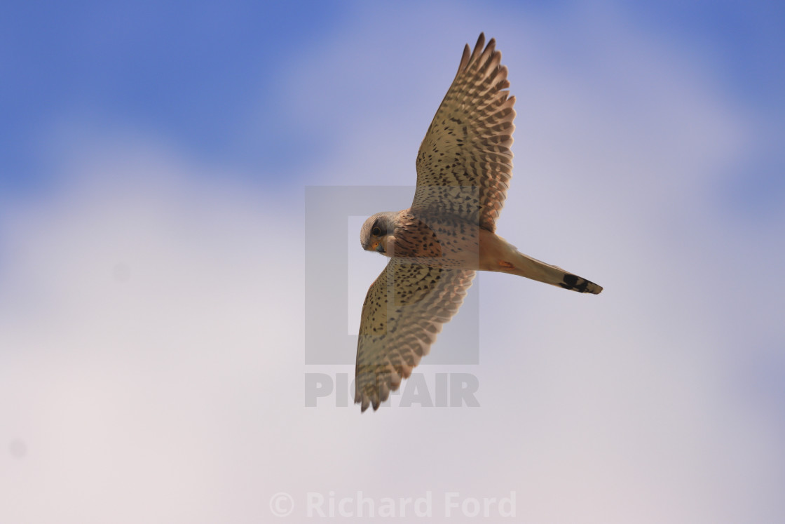 "Common Kestrel Falco tinnunculus male hovering" stock image