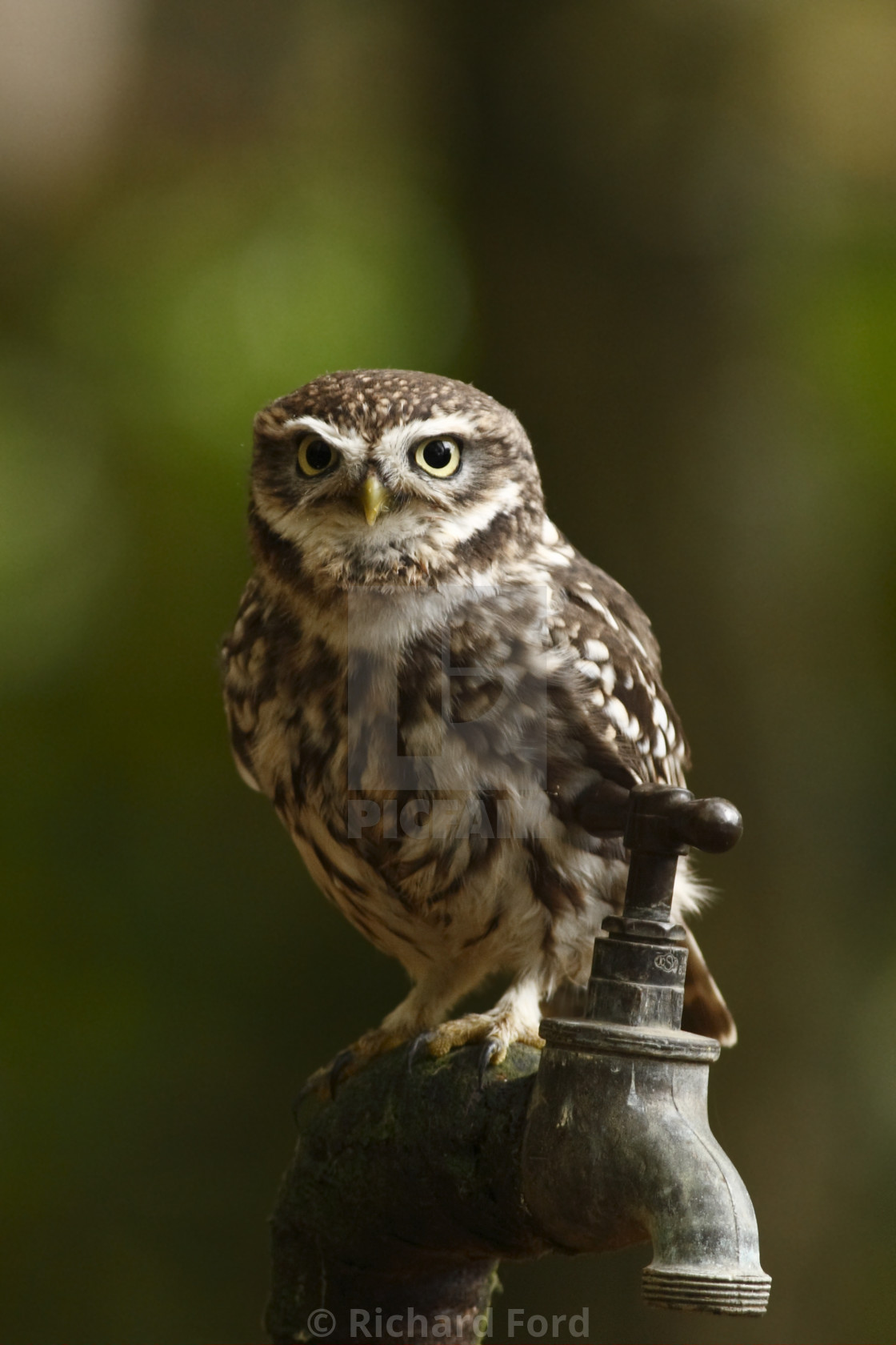 "Little owl, Athene noctua" stock image