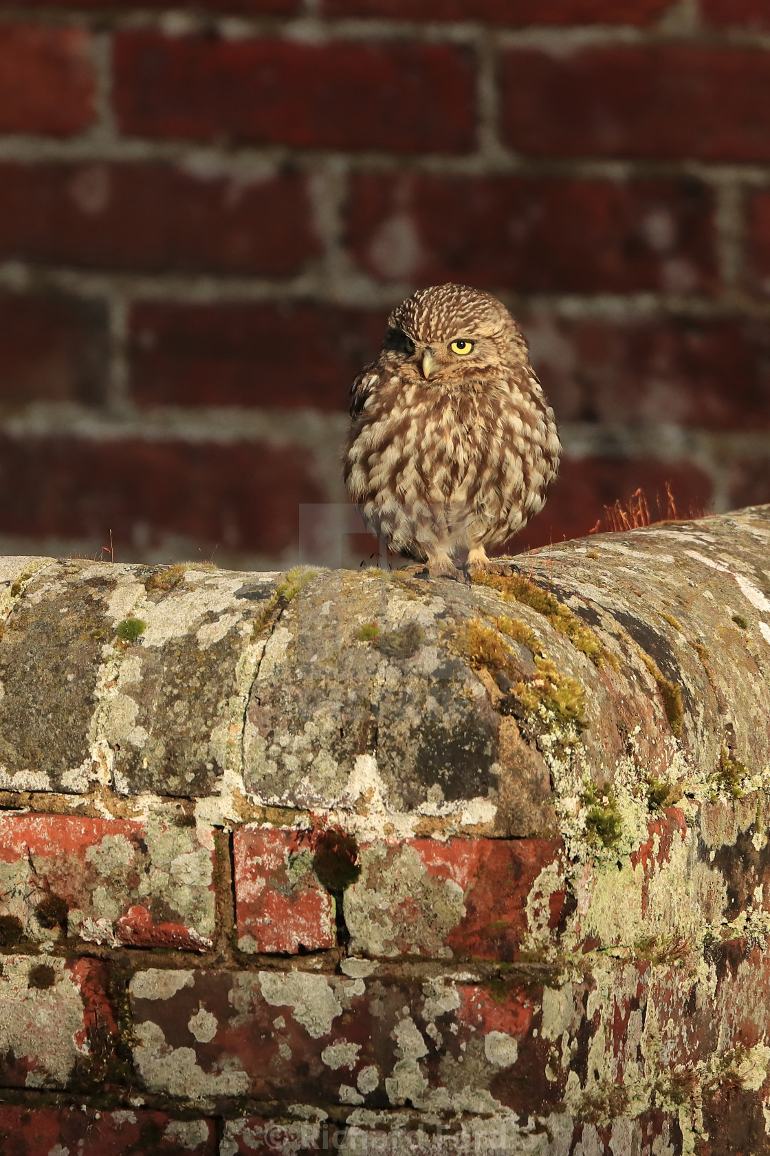 "Little owl, Athene noctua" stock image