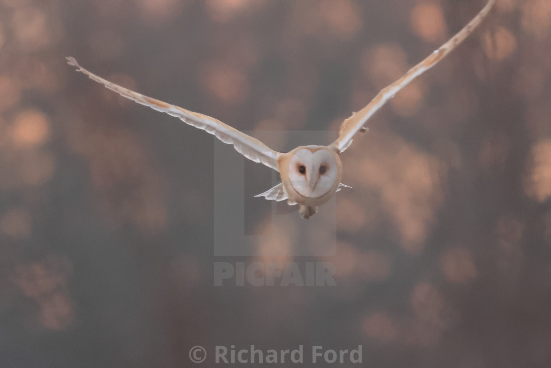 "Barn owl, Tyto alba, hunting in flight" stock image