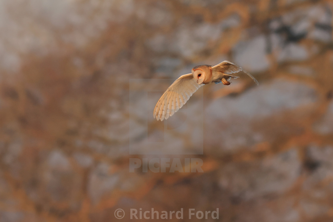 "Barn owl, Tyto alba, hunting in flight" stock image