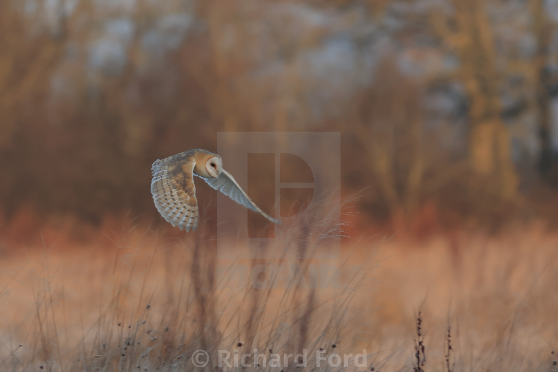 "Barn owl, Tyto alba, hunting in flight" stock image