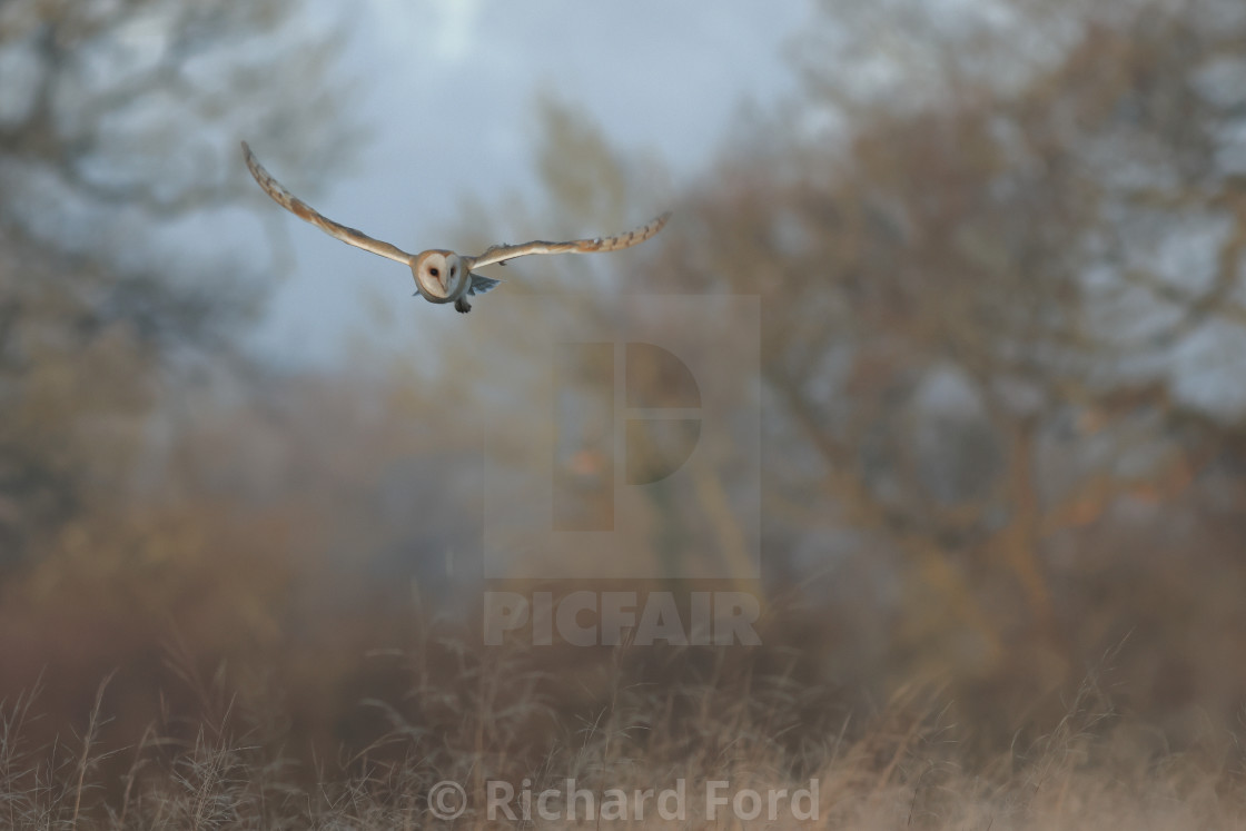 "Barn owl, Tyto alba, hunting in flight" stock image