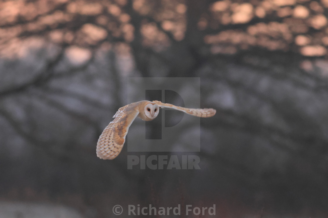 "Barn owl, Tyto alba, hunting in flight" stock image