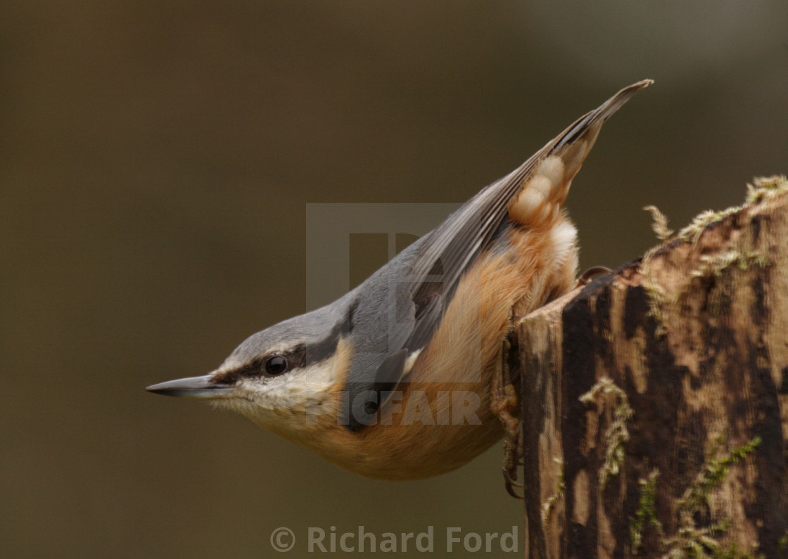"Nuthatch, Sitta europaea perch on a log" by Richard Ford - $12.68 "Nuthatch, Sitta europaea perch on a log" stock image