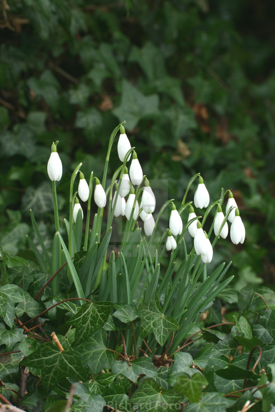 "Wild snowdrops, Galanthus nivalis and ivy in early spring" by Richard Ford - $12.68 "Wild snowdrops, Galanthus nivalis and ivy in early spring" stock image