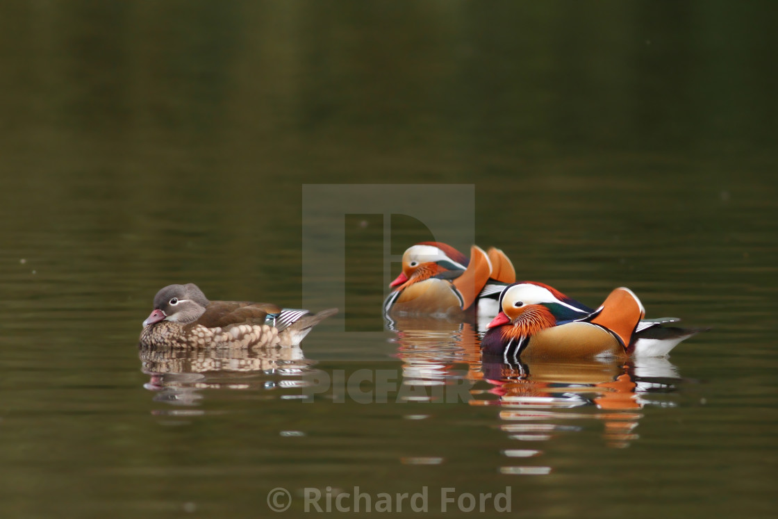 "Mandarin Duck, Aix galericulata two males and a female" stock image