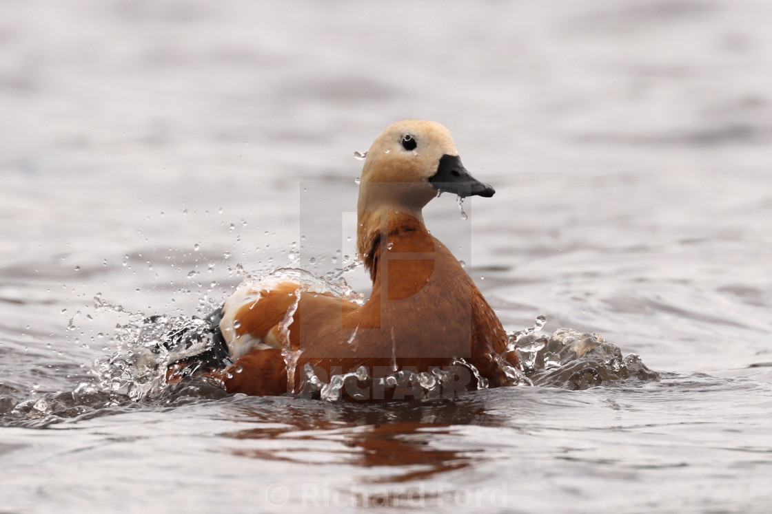 "Ruddy shelduck, Tadorna ferruginea bathing" by Richard Ford - $12.68 "Ruddy shelduck, Tadorna ferruginea bathing" stock image