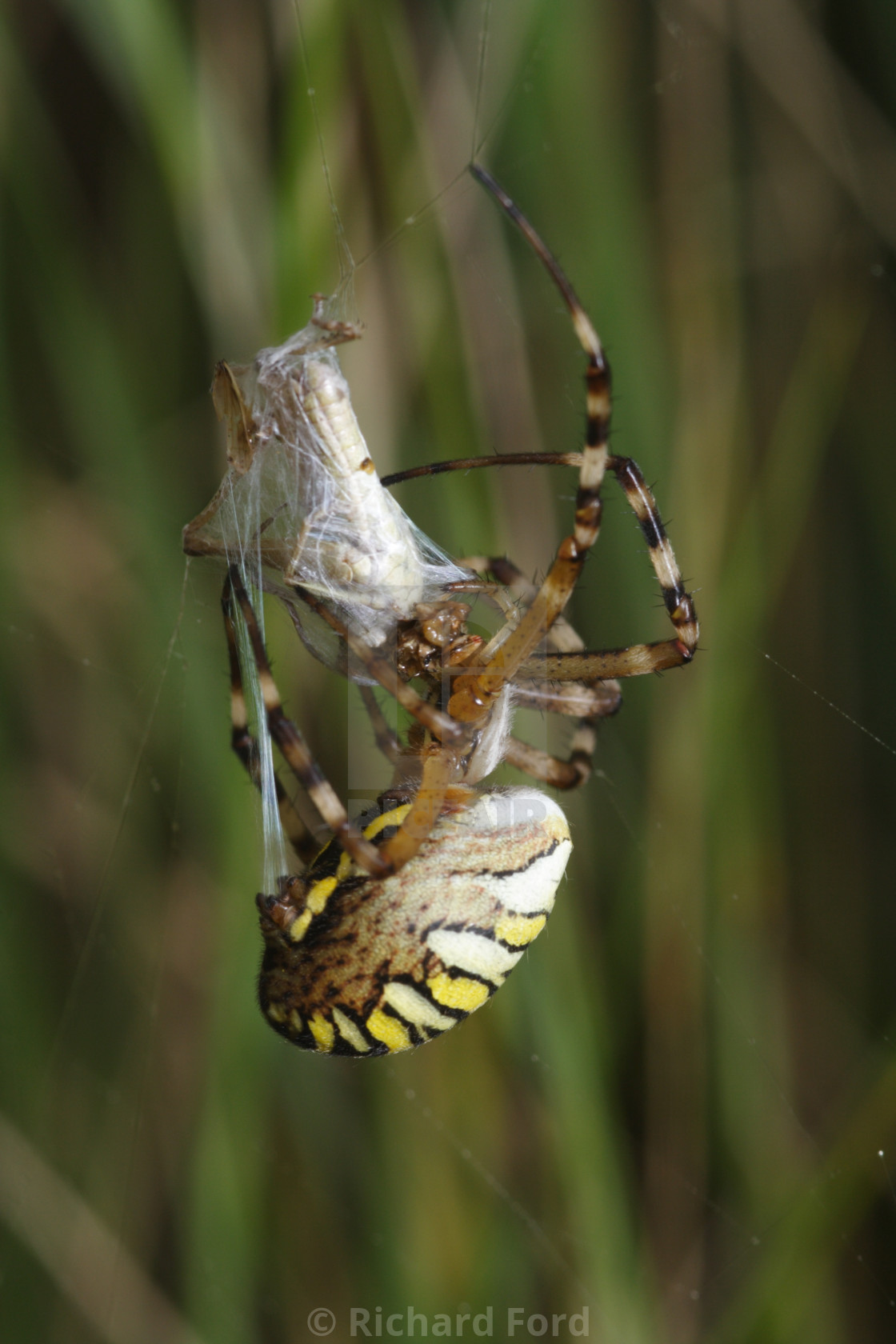 "Wasp spider, Argiope bruennichi arachnid with prey" by Richard Ford - $12.68 "Wasp spider, Argiope bruennichi arachnid with prey" stock image