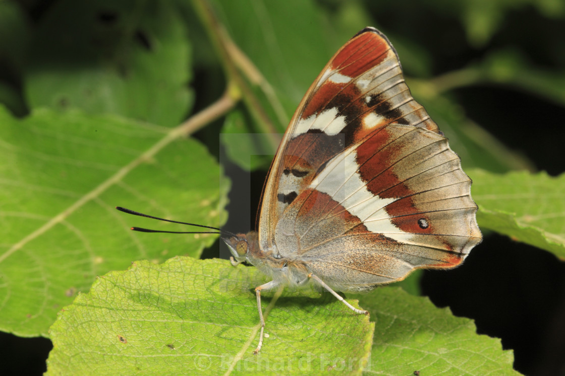 "Purple emperor, Apatura iris female sunbathing in summertime" stock image