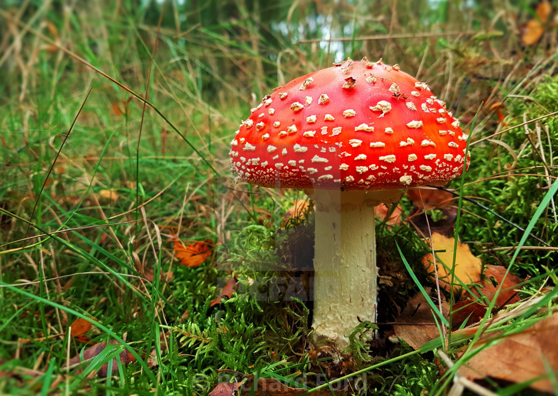 "Fly agaric mushroom, Amanita muscaria" by Richard Ford - $12.68 "Fly agaric mushroom, Amanita muscaria" stock image
