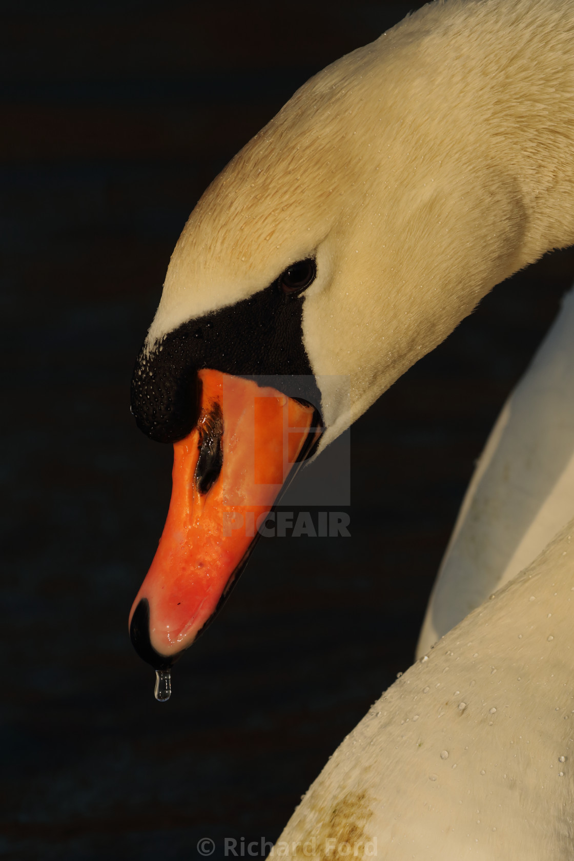 "Mute Swan, Cygnus olor" stock image