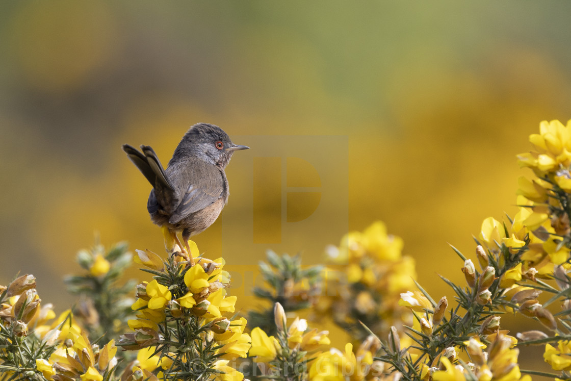 "Dartford Warbler" stock image