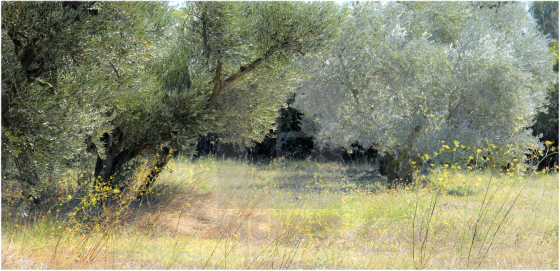 "Provencale olive grove" stock image