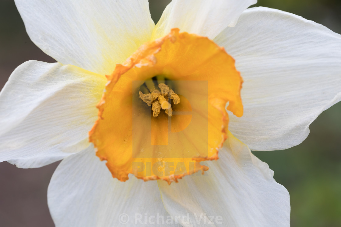 "Daffodil showing stamens and pollen" stock image