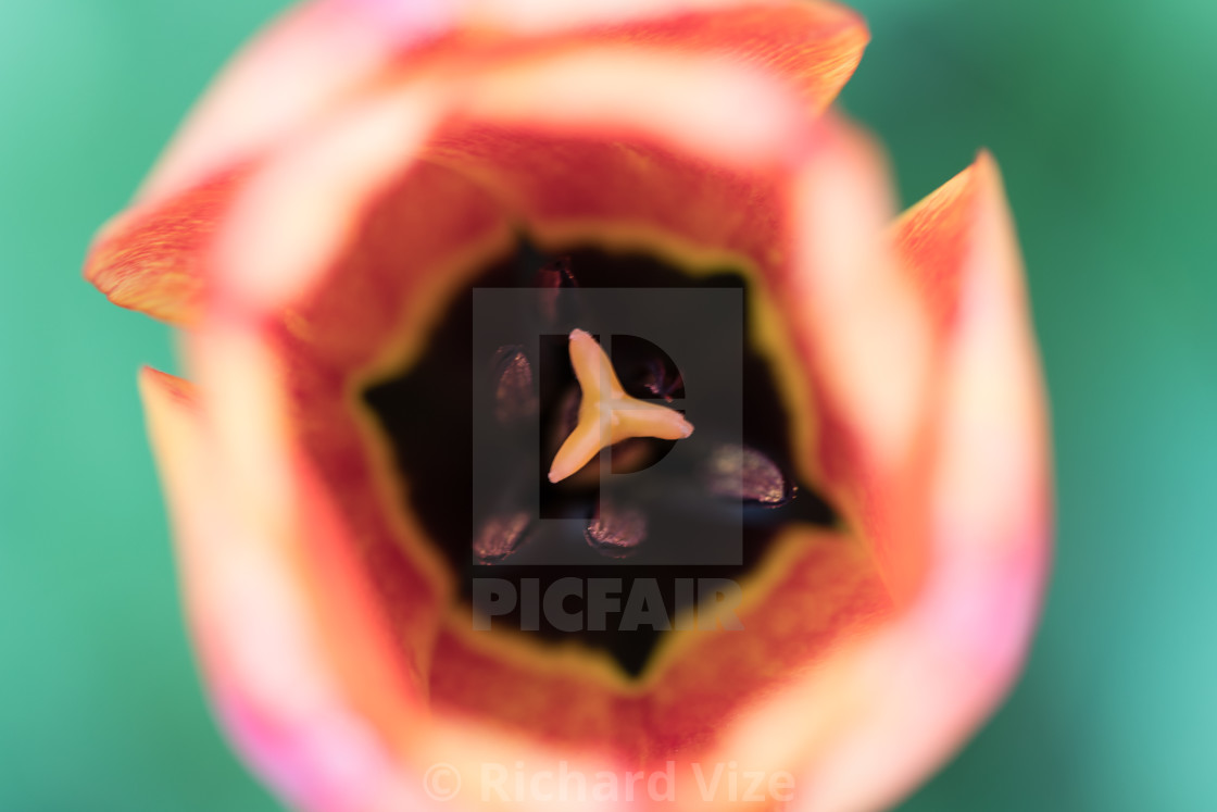 "Red tulip" stock image